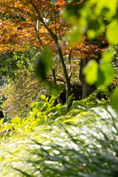 Idyllische Szene im Frankfurter Botanischen Garten mit einem offenen Bücherregal und Sitzbänken unter farbenprächtigen Bäumen.