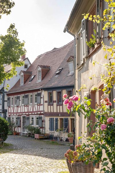Blick entlang eines rosengesäumten Weges hin zu kleinen und gemütlichen Fachwerkhäusern.