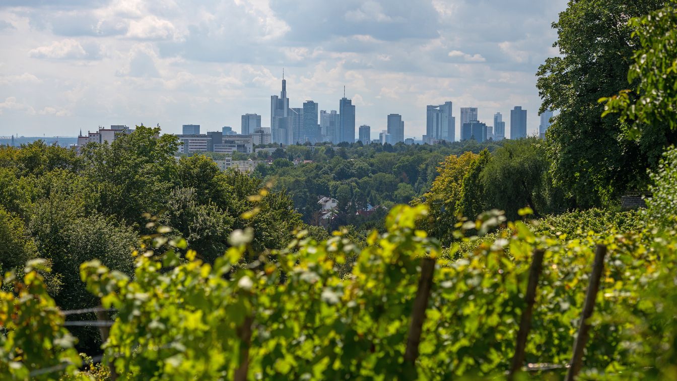 Vordergrund mit Rebstöcken, im Hintergrund Frankfurts Skyline bei Tageslicht.