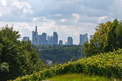 View of the skyline from the green Lohrberg