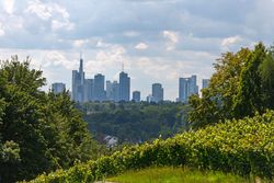 Blick vom grün bewachsenen Lohrberg auf die Skyline