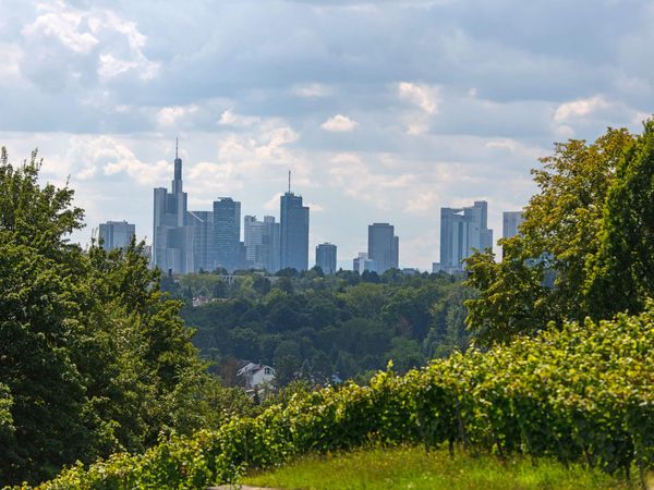 Skyline von Frankfurt mit Blick durch Weinreben vom Lohrberg.