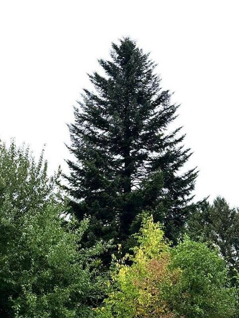 Tanne umgeben von weiteren Nadelbäumen.