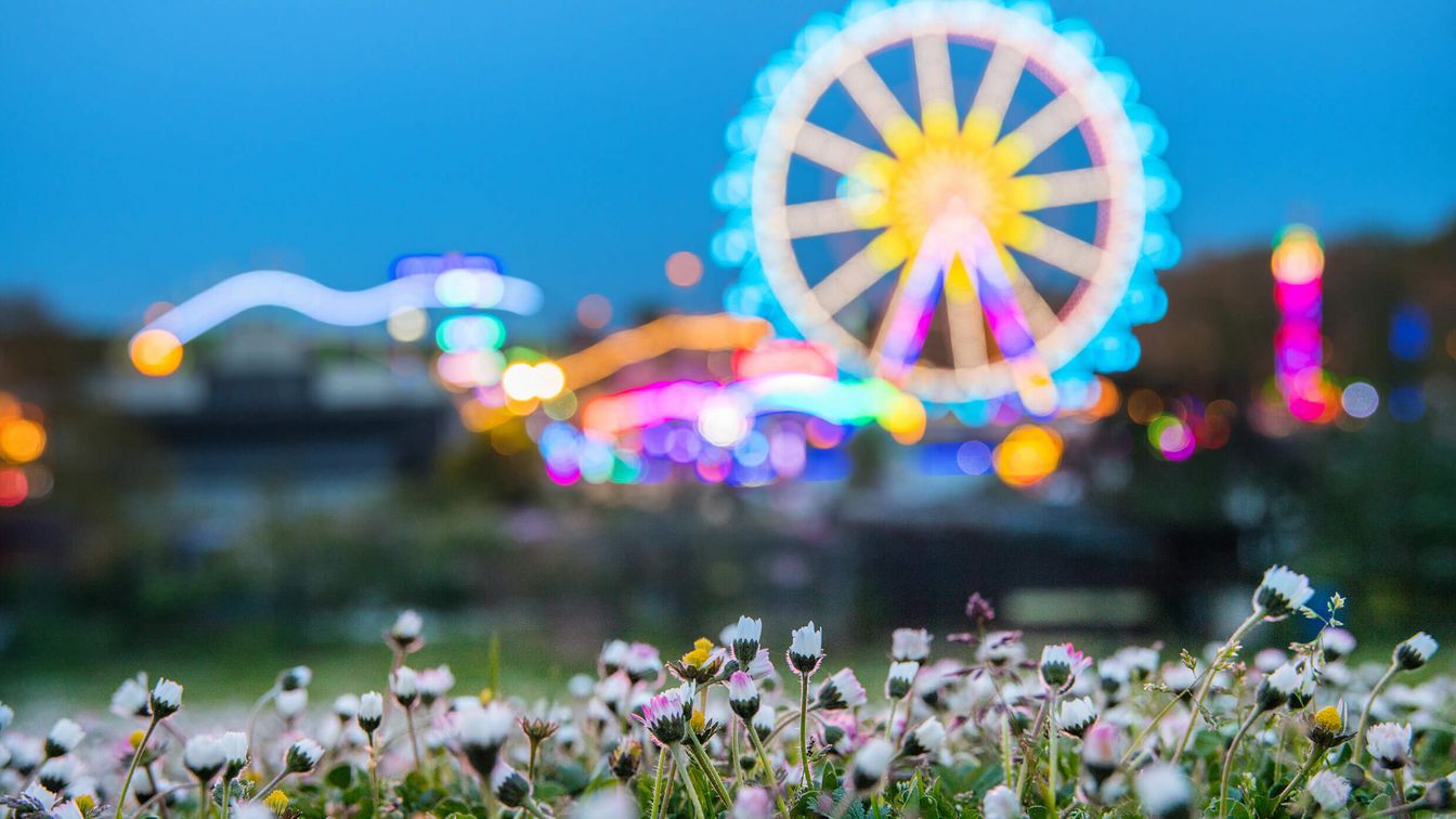 Ausblick auf die Dippemess am Abend von eine Wiese mit Blumen